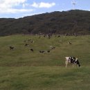 삼양목장 이미지