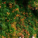 뚝섬한강공원-56 이미지