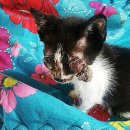 꿈꾸는고양이 이미지