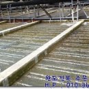 바다향 참전복 이미지