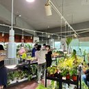 루시플랜트