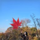 금강산칼국수 | 회현 데이트 코스 남대문시장 칼국수 골목 백범광장공원 단풍