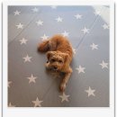 개님살롱 이미지