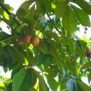 마로니에 이미지