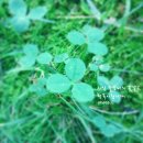 세잎클로버 이미지