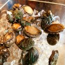 지금조개 이미지