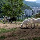 시내목장 이미지