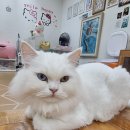 냥아치카페 이미지