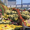 가고파플라워 이미지