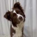 유니댕댕 이미지