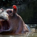 하마 농장 이미지