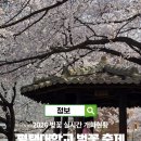 국제대학교 국제관 | 평택 가볼만한곳 추천 2026 평택대학교 벚꽃축제 개화현황