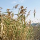 갈대이야기 이미지