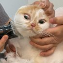 고양이이발관(부천신중동점) | 부천고양이미용 고양이이발관 | 무마취 미용 후 내돈내산 3회권 끊은 대만족 솔직후기