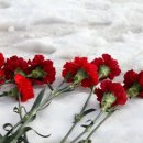 [식물이야기] 카네이션 - 돌아가신 부모님께 흰색, 살아계시면 빨간색 드려요 이미지