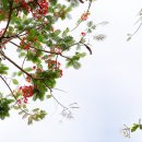 N158 이미지