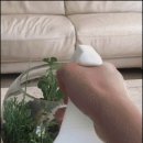 멍멍이와냥이