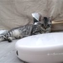 펫플릭