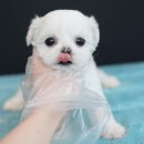 뽀송뽀송