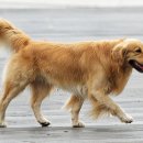 사람과 애견 이미지