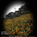 노랑고개 이미지