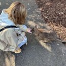 뭉실뭉실 | [시드니 블루마운틴] 고호주 여행사 블루마운틴 데이투어 시닉월드 내돈내산 솔직후기