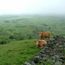 읍하목장 이미지