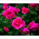 호수공원6로 티스토리