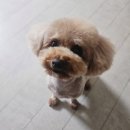 PET사랑 | 양산 애견미용 The Pet 양산점 이용후기