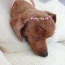 언니네 애견미용실 이미지