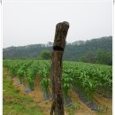 금봉경로당 | [20160604]청주 옥화9경 中 1경 청석굴, 2경 용소, 3경 천경대, 4경 옥화대, 5경 금봉을 찾아 나서다 - 2부