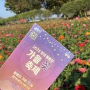 장성소고기 | &lt;장성&gt;2025 장성황룡강 가을꽃축제 방문후기 - 개화현황 재미있었어요🍀