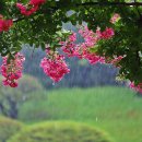 배롱나무거리 이미지