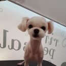 리리 펫살롱 이미지