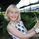 금산인삼 이미지