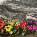 공*식 Daum카페