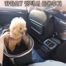 카카오T펫택시(백석점) | 카카오T 펫택시 직접 예약하여 이용해본 후기 강아지유모차 지참 예약방법 탑승후기