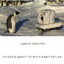 펭귄PC방 이미지