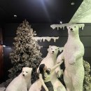 레전드타워 | 대구가볼만한곳 대구 실내 아이스링크, 이월드 83타워 아이스링크 후기(feat. 꽈당 레전드...)