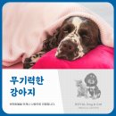 자양동물병원