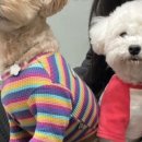 멍그니엘 애견호텔 수원점 이미지