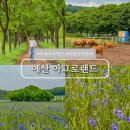 유농랜드 | 충남 예산 아그로랜드 태신목장 실시간 수레국화 개화 현황