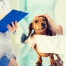 광진동물의료센터 이미지