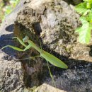 김해시티투어 | 뚜르드가야 김해시티투어 후기/ 대성동고분군,수릉원,봉황대공원,선곡다원,분산성