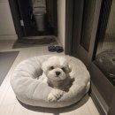 그개맞냥? 이미지