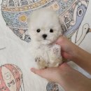 톰퍼피 강아지분양 이미지