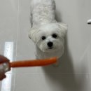 토리멍 이미지