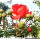 들꽃사랑 이미지