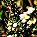 에리카(ERICA)