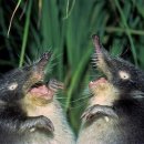 Sao Tome Shrew(아프리카 사향고향이) 이미지